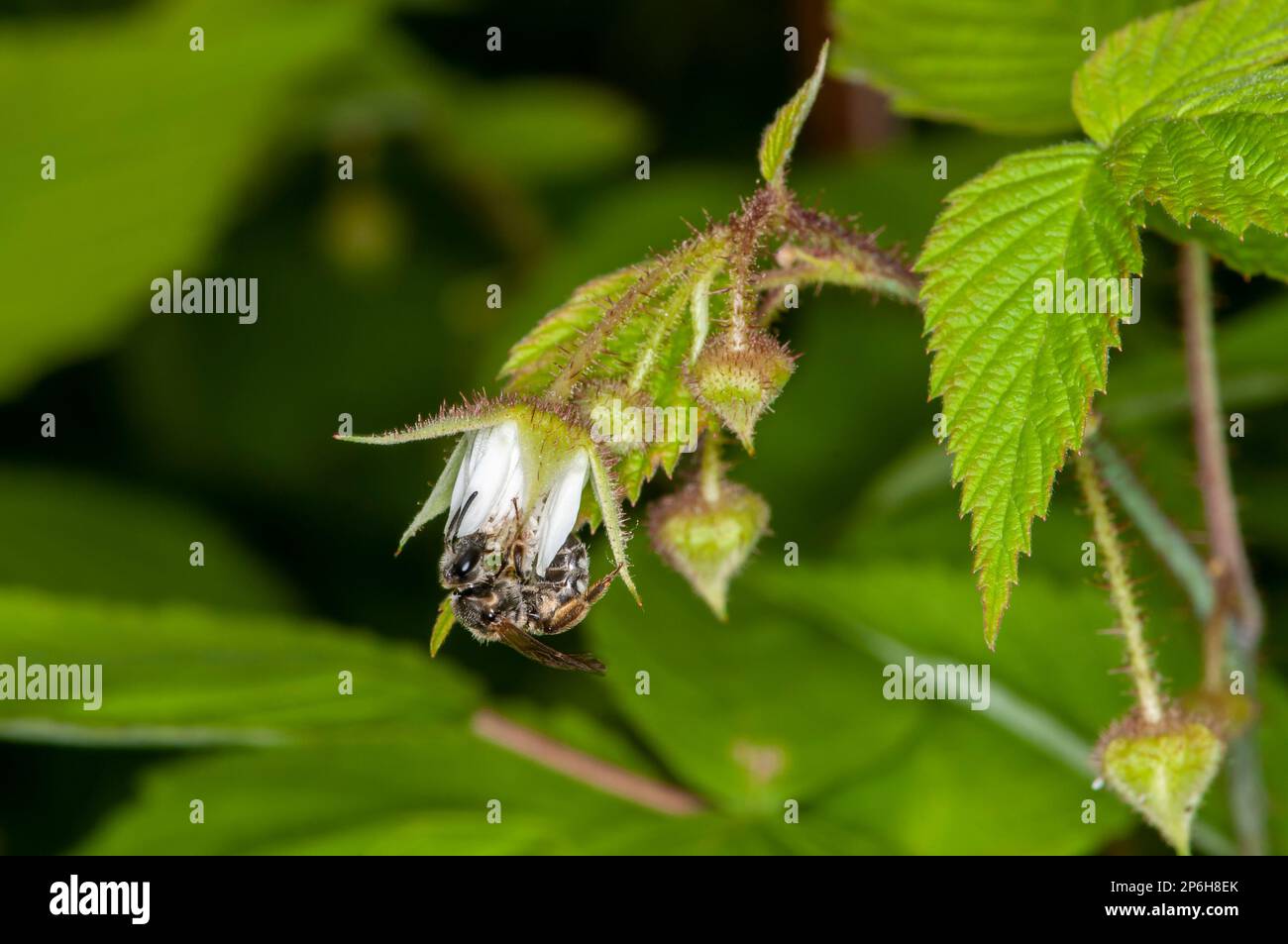 Lac Balsam, Wisconsin ; abeille minière de Wilke, Andena wilkella se nourrissant d'une fleur dans la forêt. Banque D'Images