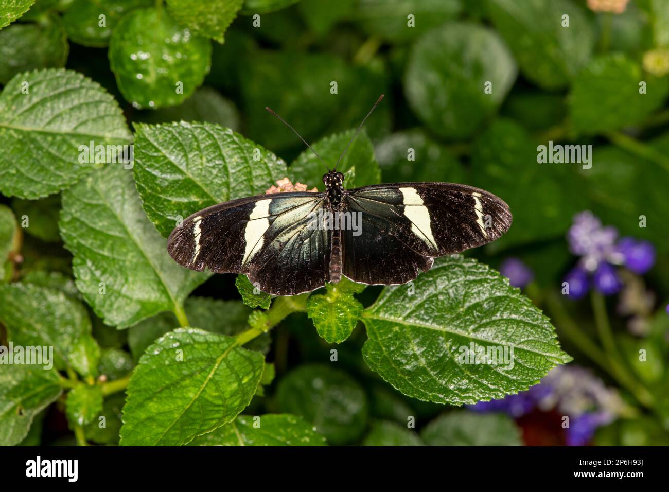 Mackinac Island, Michigan. Papillon House. Vue de dessus de Sara Longwing, Heliconius sara reposant sur des feuilles vertes. Banque D'Images