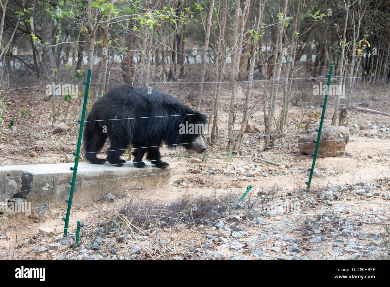 Ours indien au parc national de Bannerghatta Bangalore situé dans le zoo. Refuges de la faune sauvage de la forêt à Karnataka Inde Banque D'Images