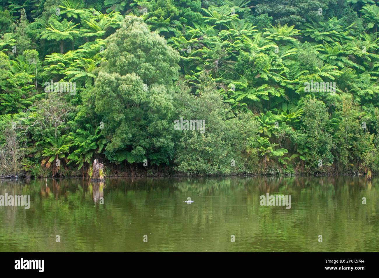 Lac Elizabeth, parc national Great Otway Banque D'Images