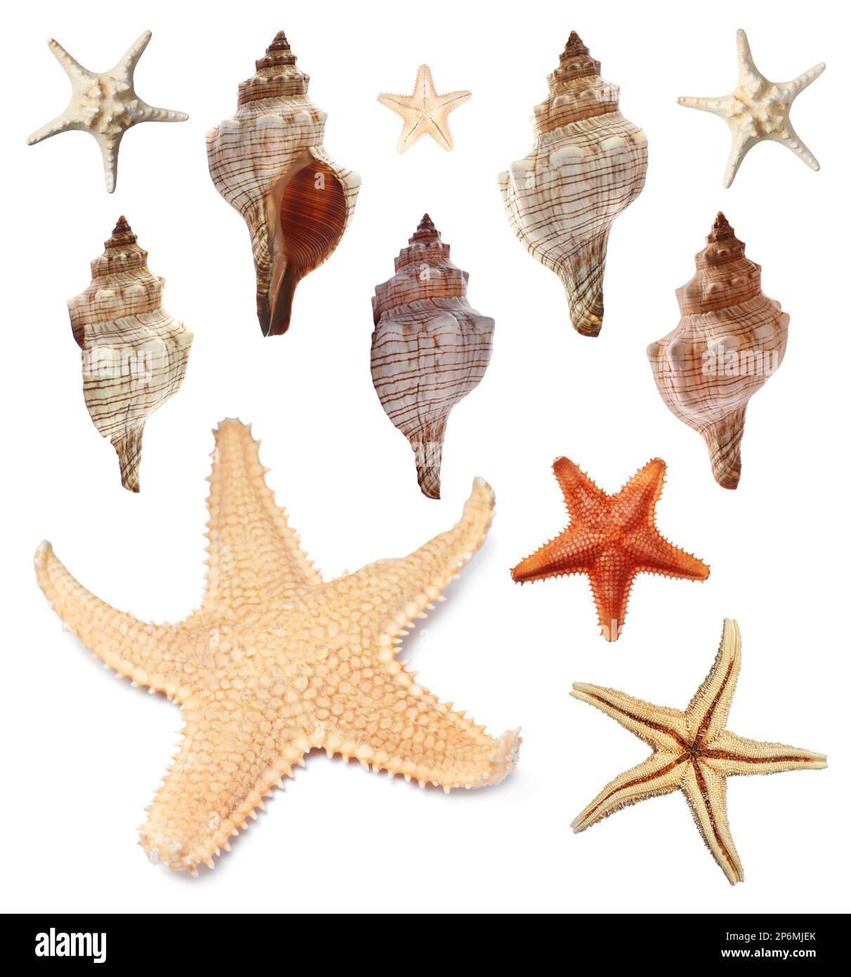 Collection de différentes belles étoiles de mer et coquillages sur fond blanc Banque D'Images