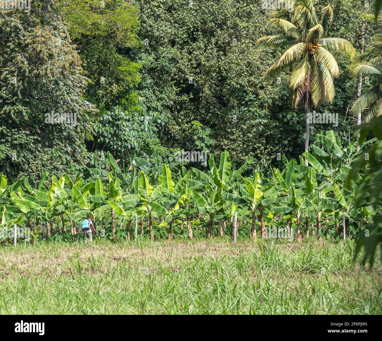 Cariari, Costa Rica - Un travailleur pulvérisant des mauvaises herbes sur une plantation de bananes dans le nord-est du Costa Rica. Banque D'Images