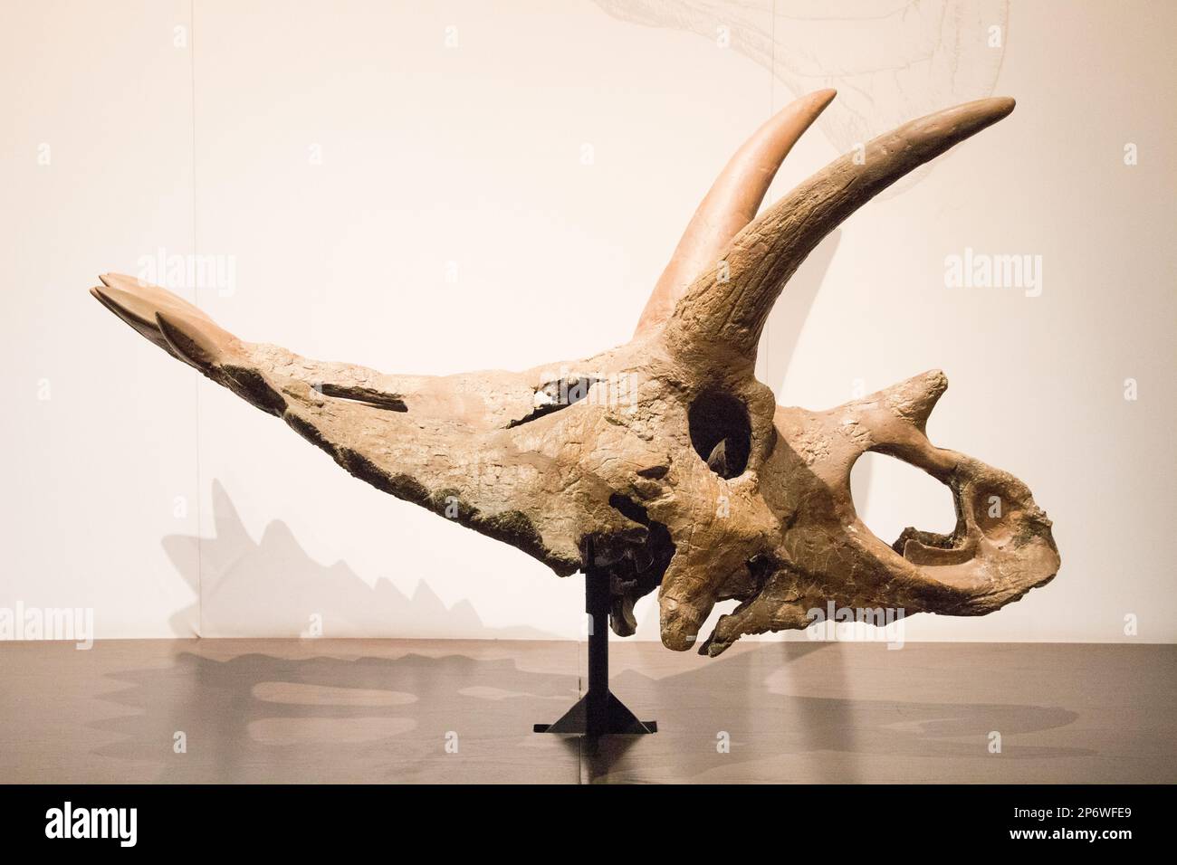 Crâne de Triceratops Banque D'Images