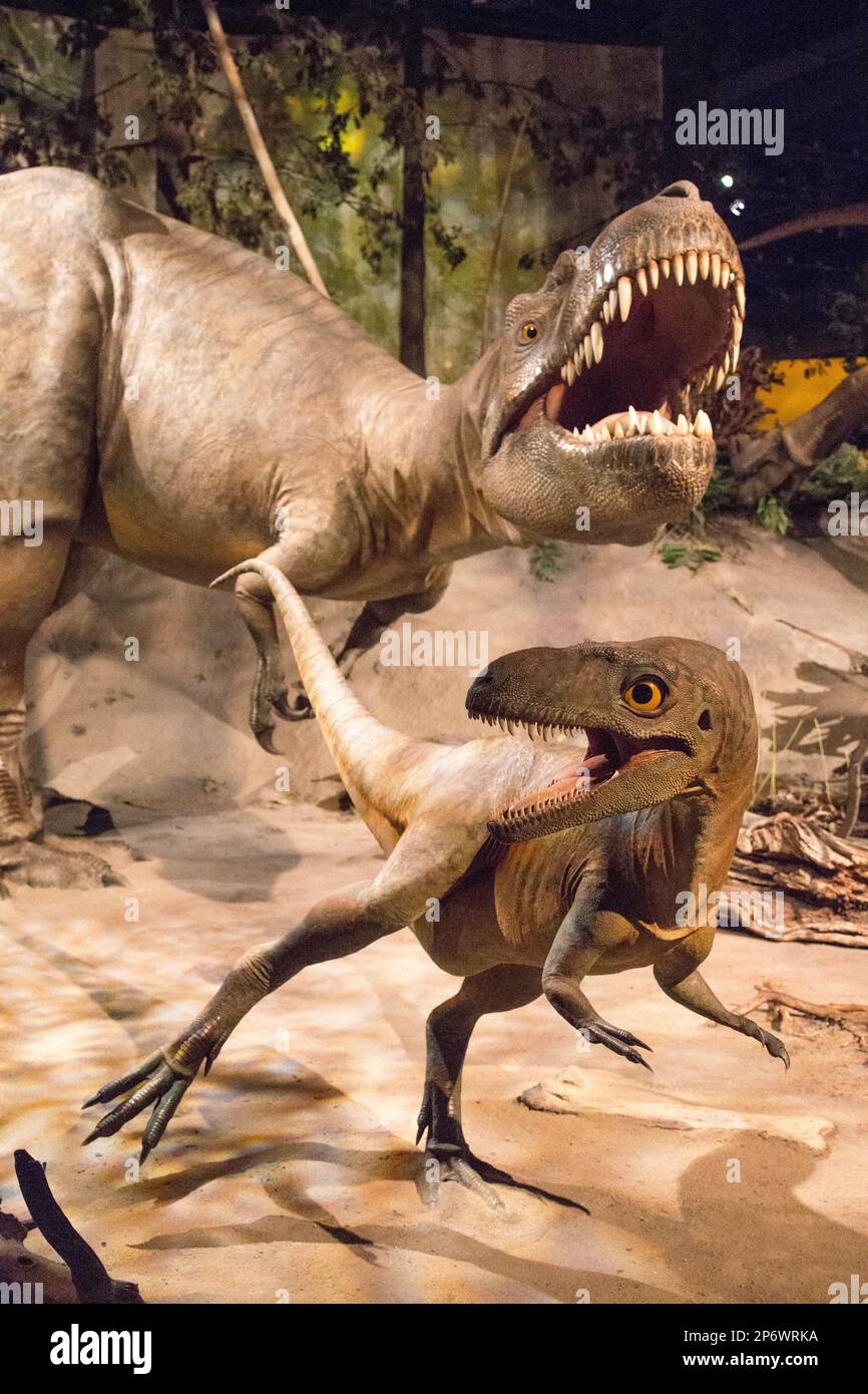 Galerie des dinosaures Banque D'Images