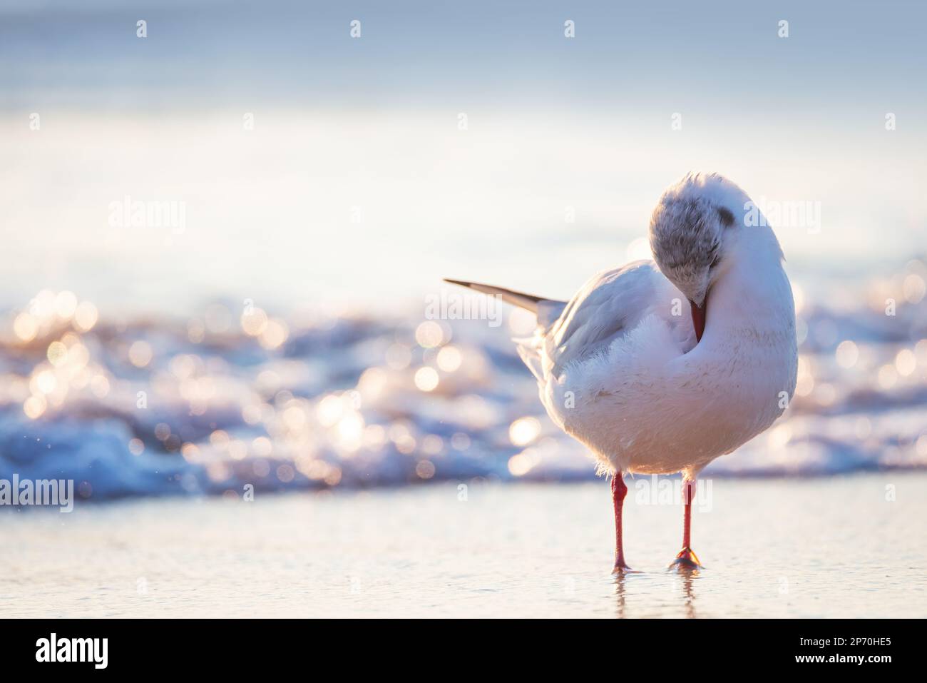 Mouette sur la plage de sable contre la mer. Banque D'Images