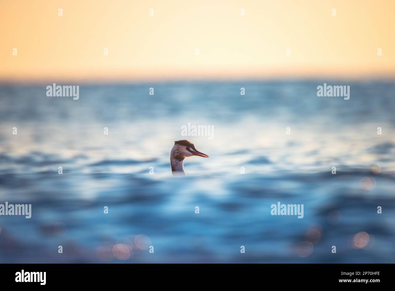 Super grebe à crête flottant dans l'eau de mer au lever du soleil Banque D'Images