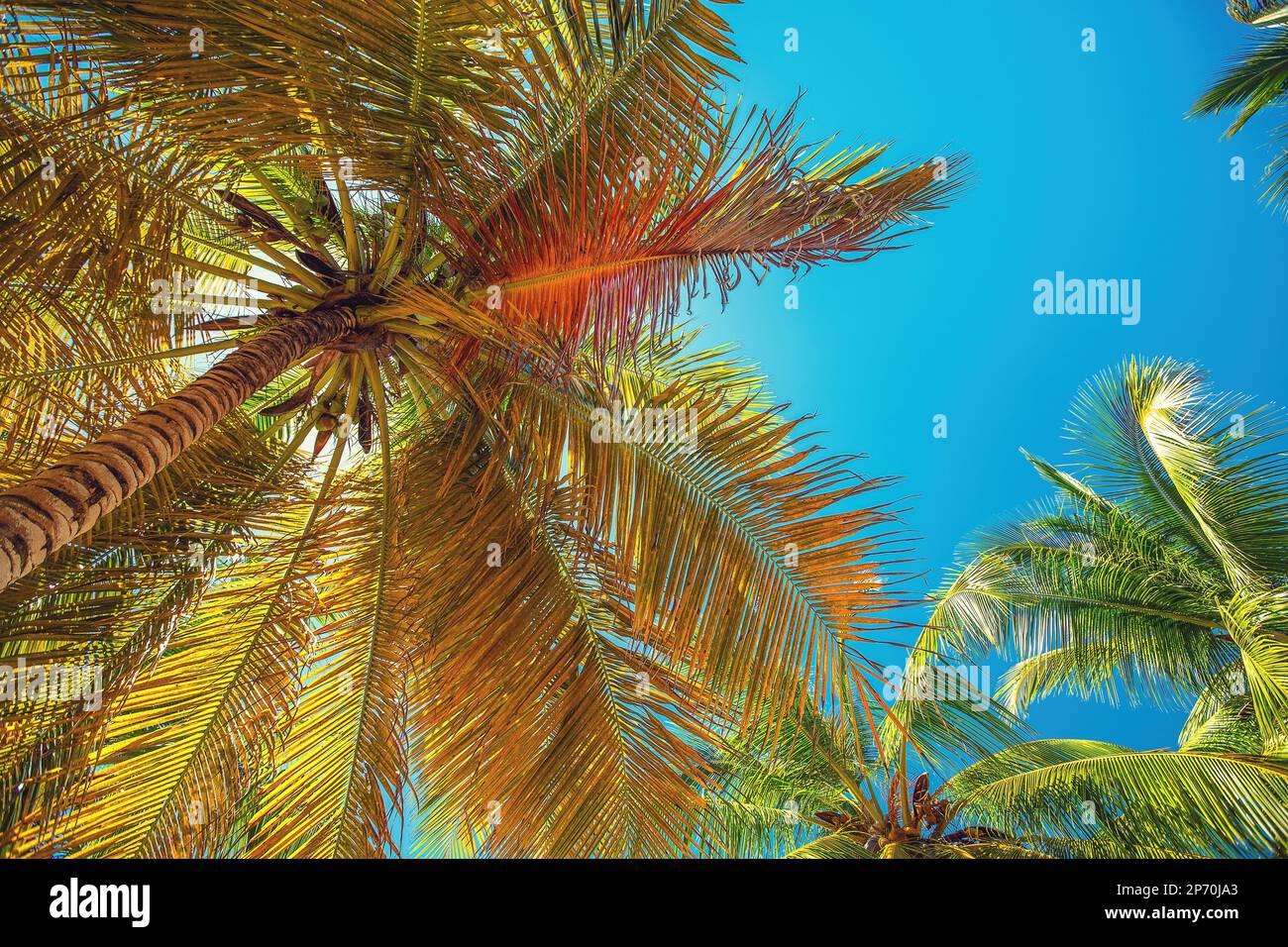 Palmier et plage tropicale à Punta Cana, République Dominicaine Banque D'Images