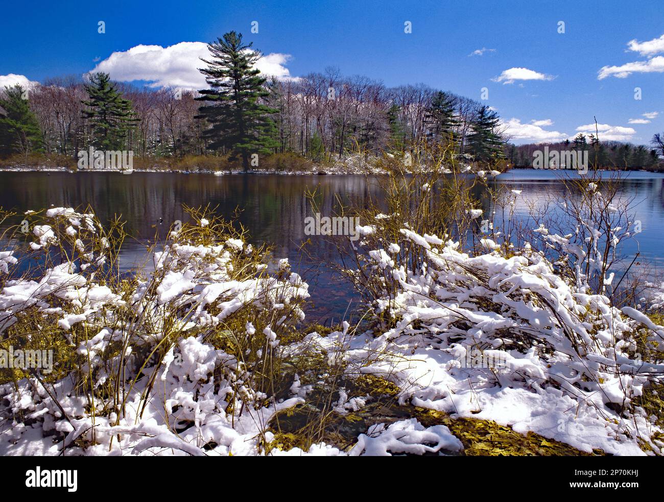 Une chute de neige fraîche au lac Egypt Meadows, dans la région naturelle de la forêt nationale de Bruce Laje, Pocono Mountains, Pennsylvanie Banque D'Images
