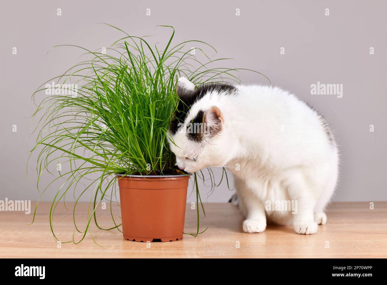 Semer de l'herbe à chat en pot 