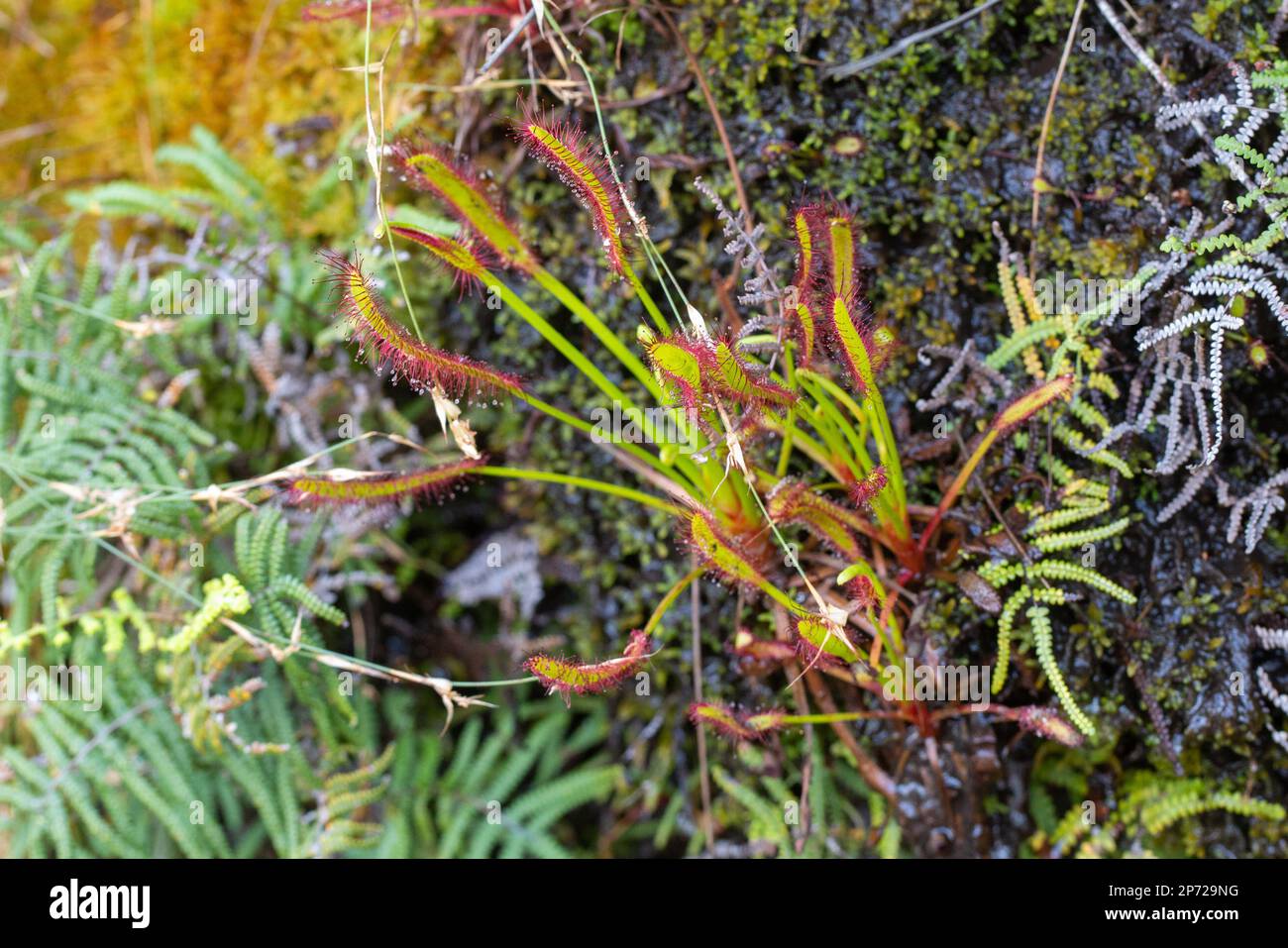 Gros plan d'un petit groupe de Sundews (Drosera capensis) au Kloof de bain Banque D'Images