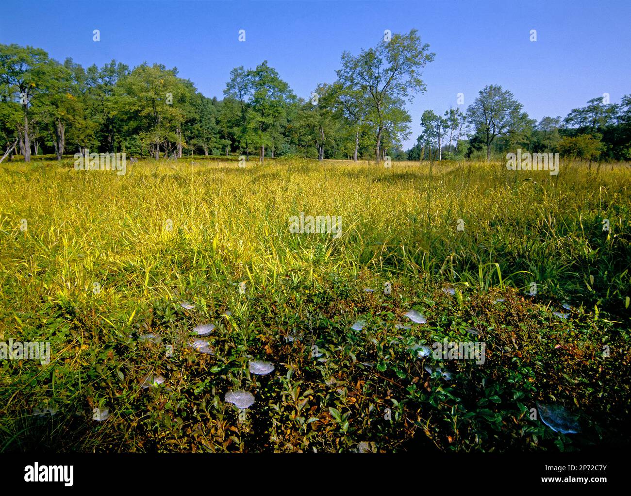 L'araignée de Shhetweb s'enchaîne avec de la rosée à Wallace Sphagnum Bog, dans la forêt d'État de Moshannon, en Pennsylvanie Banque D'Images