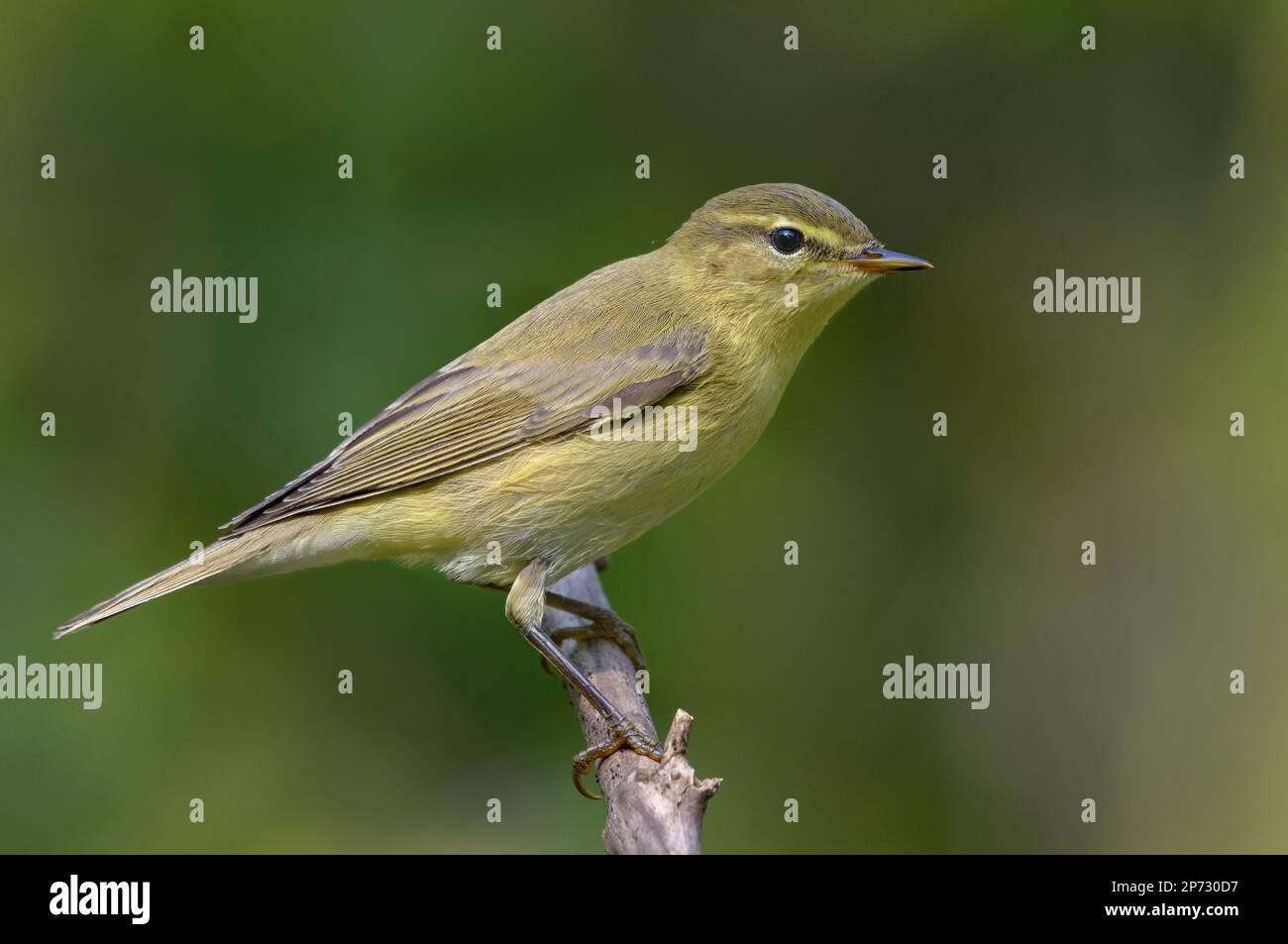 Gros plan de la chiffballe commune (Phylloscopus collybita) posant sur une petite branche sèche en automne avec un fond vert propre Banque D'Images