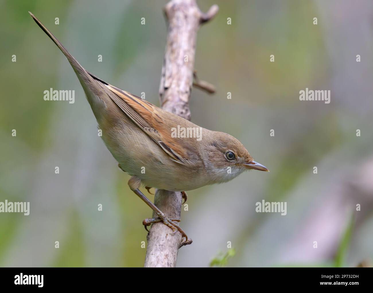 Joli jeune commun whethroat (Curruca communis) posant torsadé sur un petit bâton avec un fond simple Banque D'Images