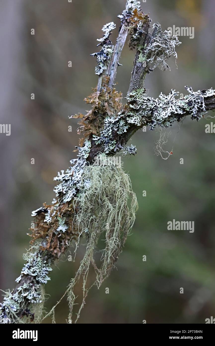 Lichens épiphytiques poussant sur l'épinette en Finlande : Usnea filipendula, Hypogymnia physodes et Tuckermannopsis chlorophylla Banque D'Images