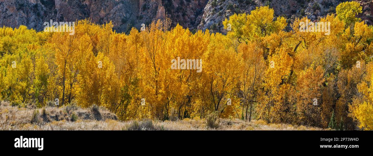 Arbres de Cottonwood dans le feuillage d'automne, Cottonwood Canyon, Grand Staircase Escalante National Monument, Utah, États-Unis Banque D'Images