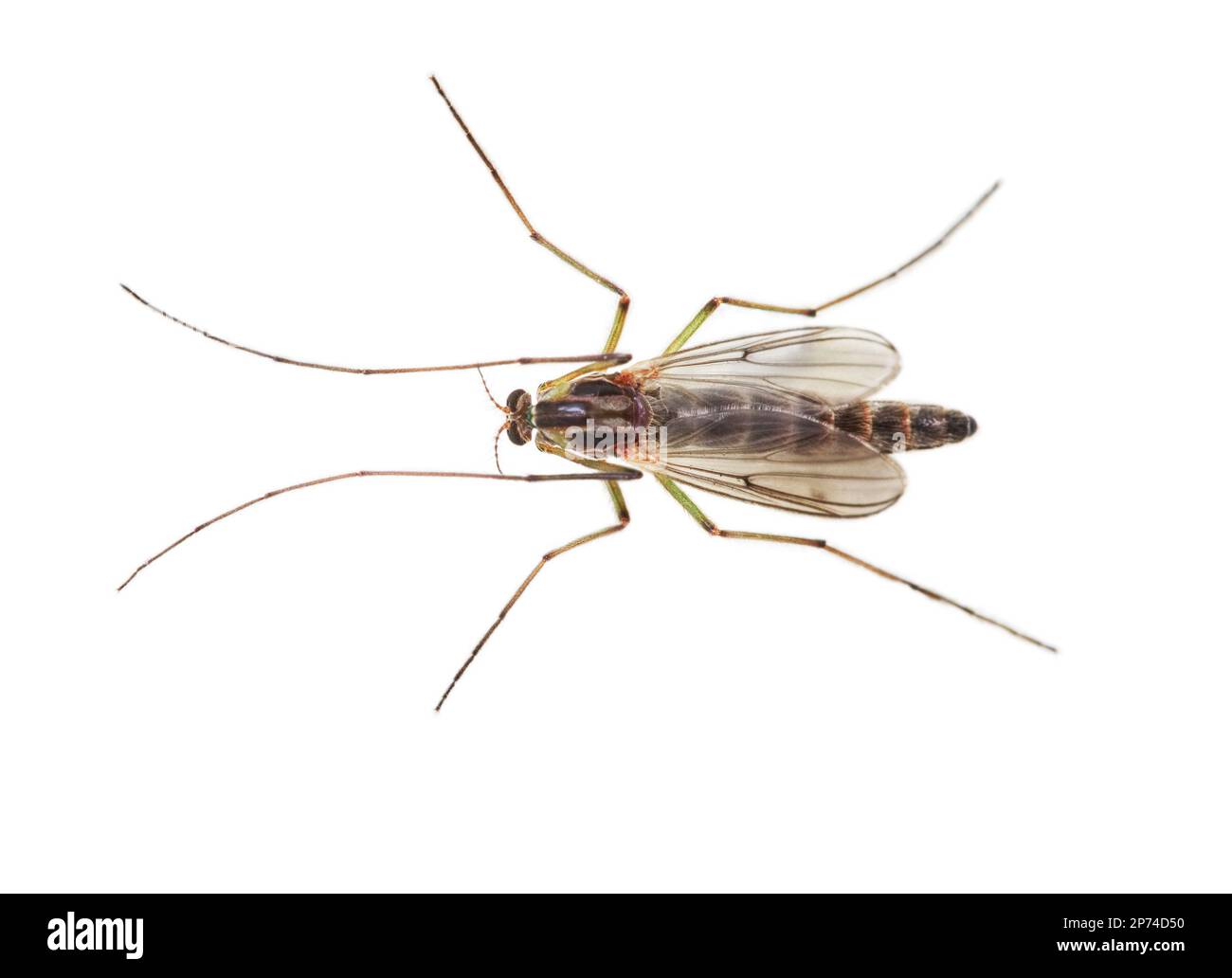 Signal sonore intermédiaire (Chironomus plumosus) sur fond blanc. Les larves de Chironomus plumosus sont la nourriture la plus naturelle pour les poissons d'aquarium Banque D'Images