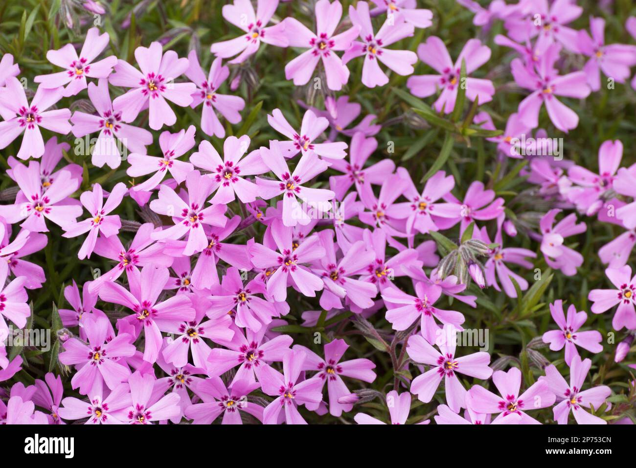 Fleurs de phlox de mousse rose et violet. Détails Banque D'Images