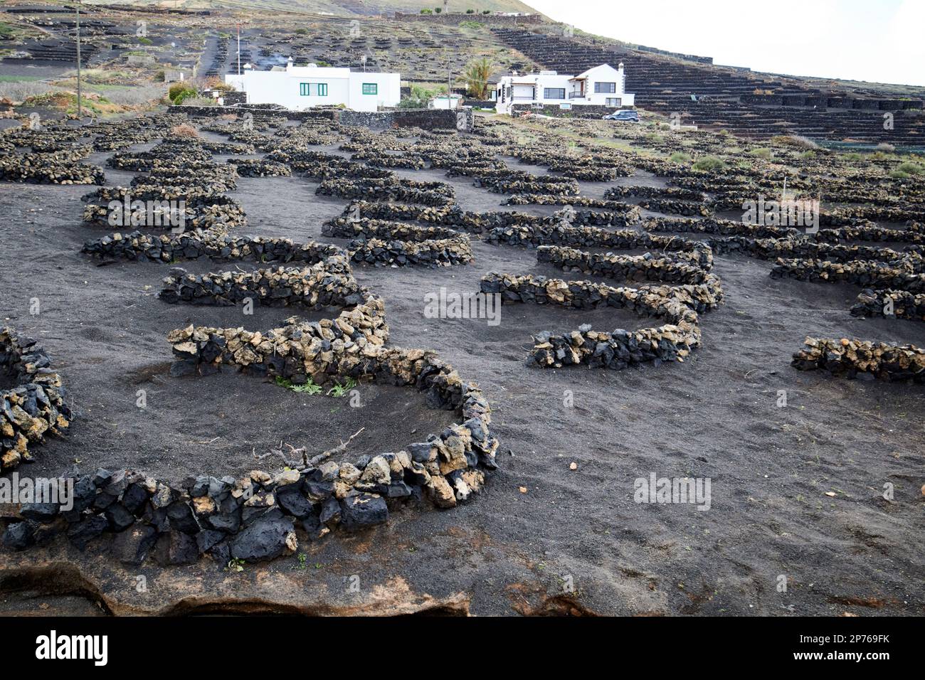 petite cave de vinification locale avec parois rocheuses semi-circulaires entourant les vignes et les champs remplis de cendre volcanique picon pour empêcher l'érosion du sol et conserver l'humidité Banque D'Images