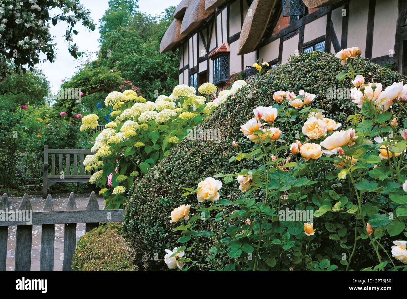 Roses arbustives et hHydrangea arborescens 'Annabelle' dans le jardin du cottage Banque D'Images