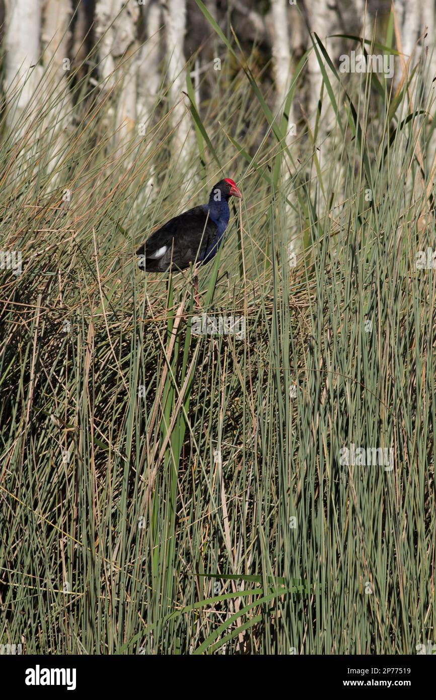 Cypride (Porphyrio porphyrio) debout sur une plate-forme de roseaux. Lac Gregory Bundaberg Queensland Australie Banque D'Images