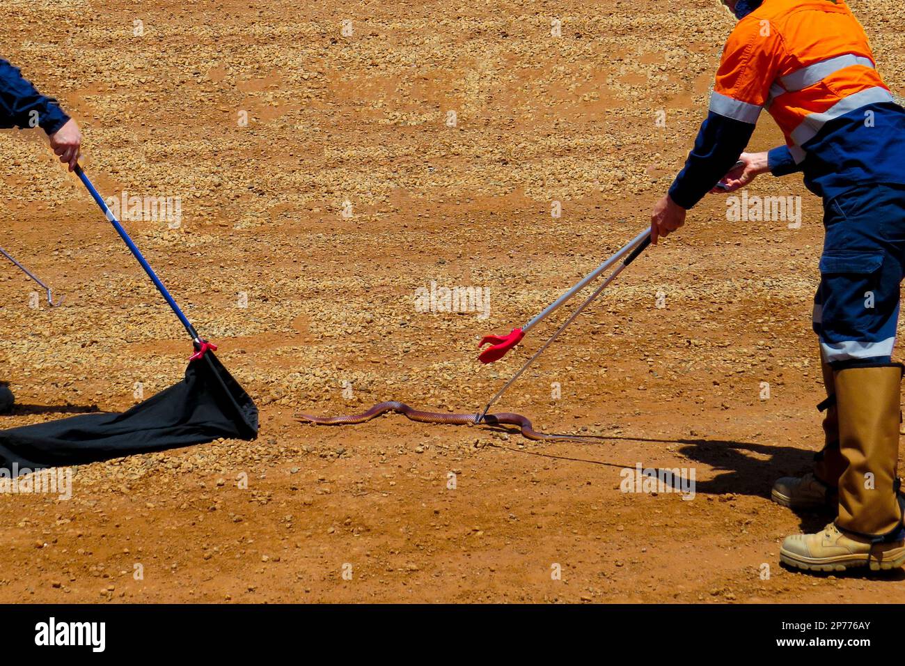 Traitement des serpents dans l'Outback Banque D'Images