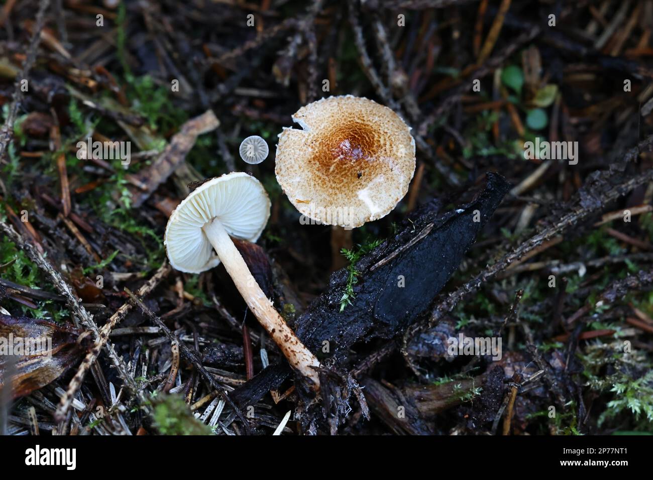 Lepiota castanea, communément connu sous le nom de dapperling de châtaignier, champignon toxique sauvage de Finlande Banque D'Images