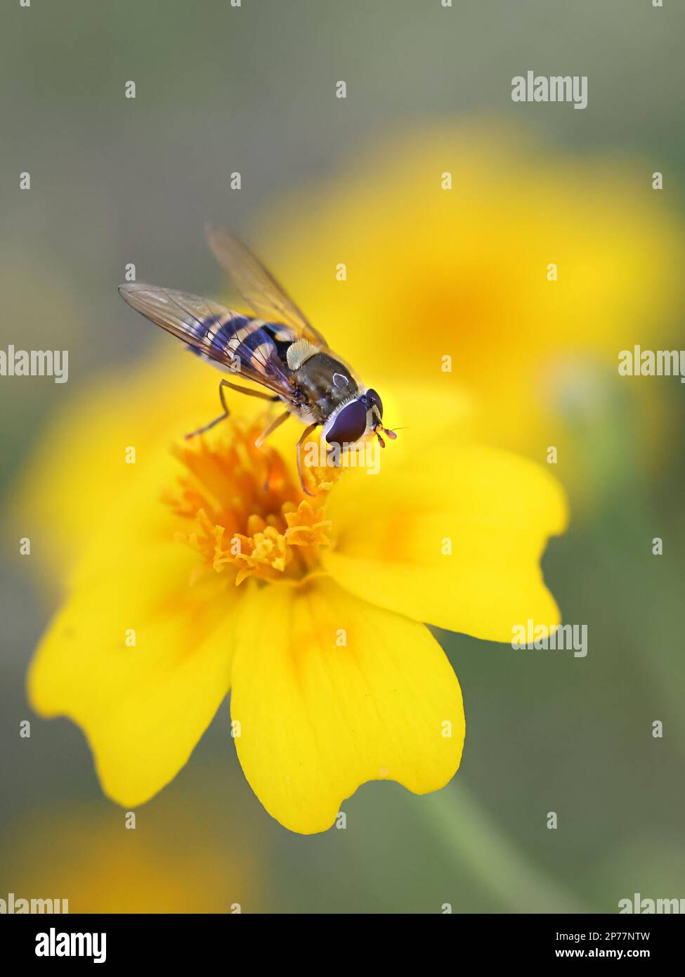 Vol stationnaire, également appelé mouche de fleur ou mouche syrphide, se nourrissant d'une fleur Banque D'Images