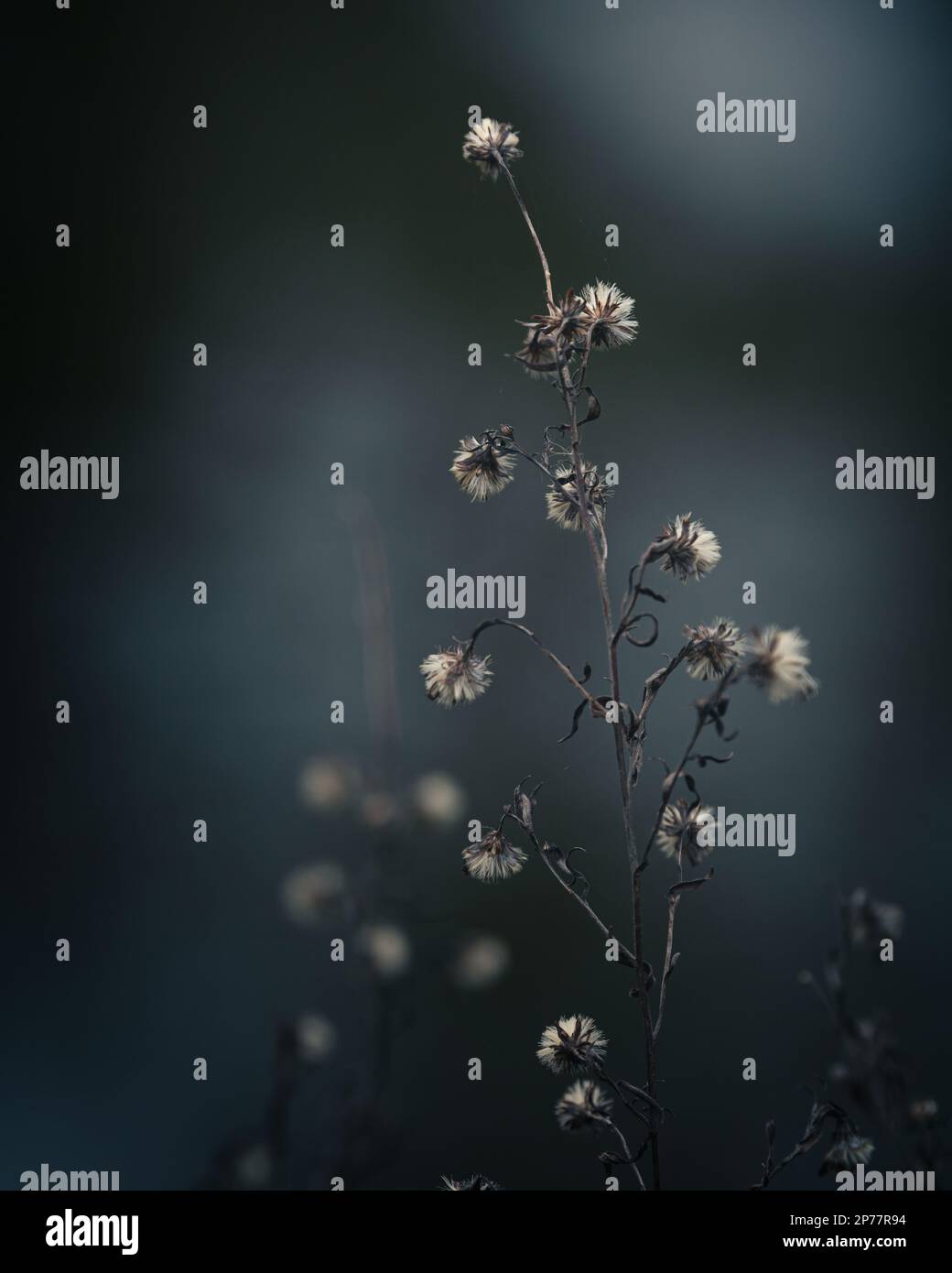 EURYBIA divaricata, Aster divaricatus, fleurs de pâquerettes séchées. Moody, photo d'hiver. Banque D'Images