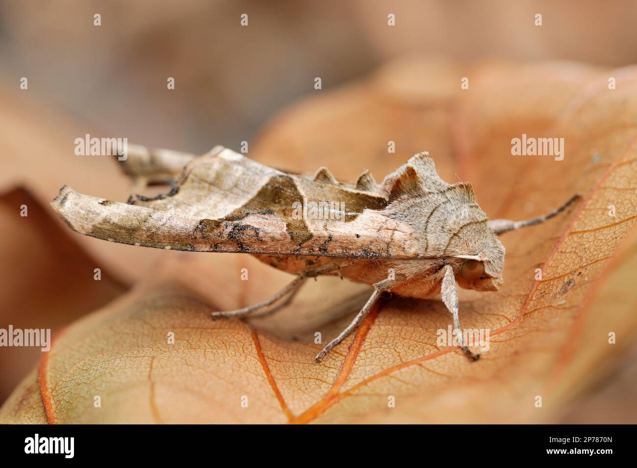 Ombre d'angle Moth (Phlogophora métimosa) spécimen de piège à papillons photographié à la lumière du jour, North Yorkshire, Angleterre, septembre 2018 Banque D'Images