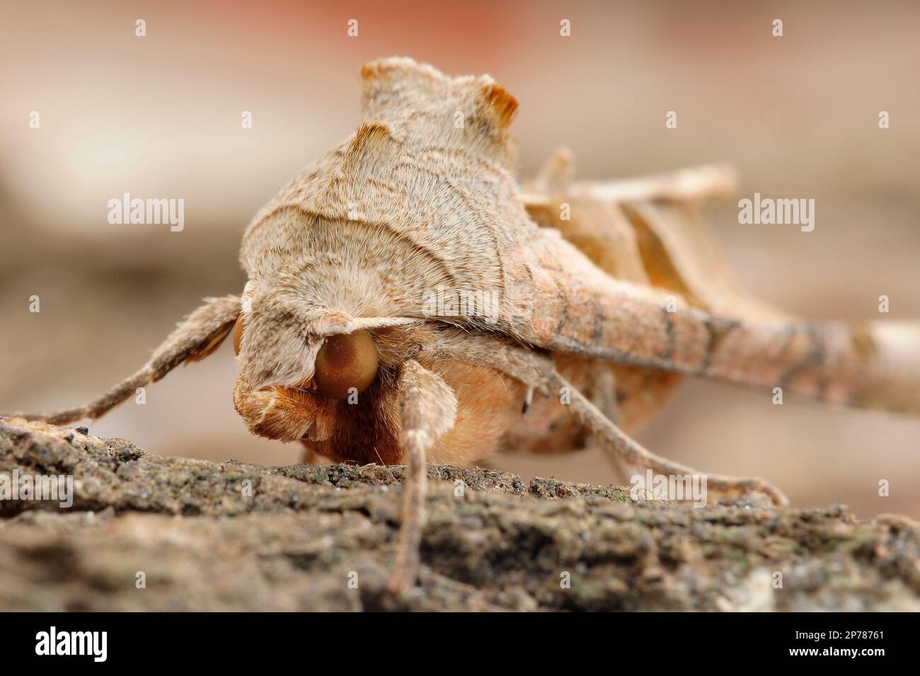 Ombre d'angle Moth (Phlogophora métimosa) spécimen de piège à papillons photographié à la lumière du jour, North Yorkshire, Angleterre, septembre 2018 Banque D'Images