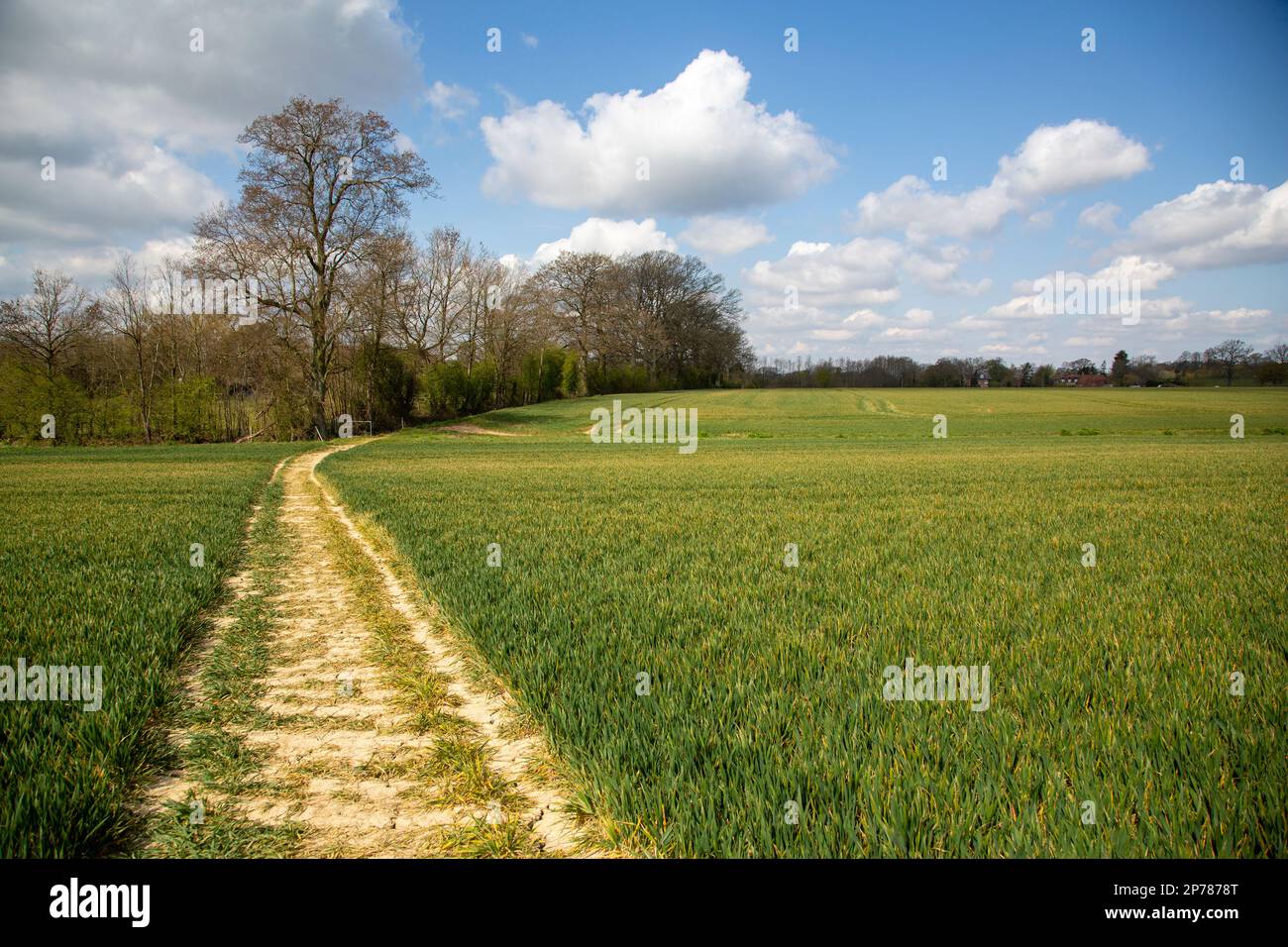 Limite de champ verte dans le Kent, Angleterre, Royaume-Uni Banque D'Images