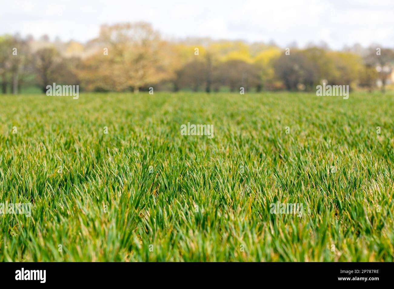 Limite de champ verte dans le Kent, Angleterre, Royaume-Uni Banque D'Images