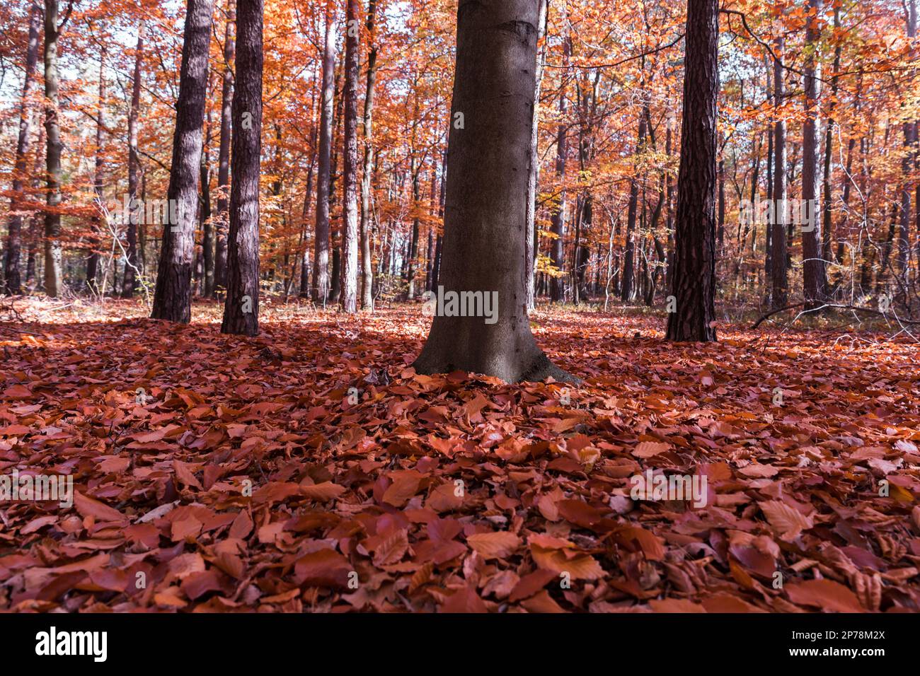 Automne dans la forêt, tronc épais d'arbre et feuilles sur le sol. Banque D'Images