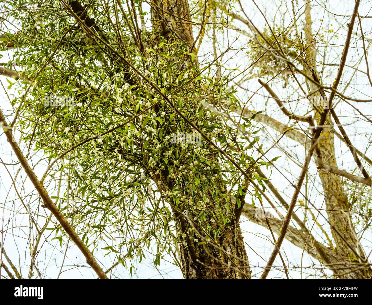 Plusieurs petits pains de GUI sur les branches d'arbre contre un fond du ciel Banque D'Images