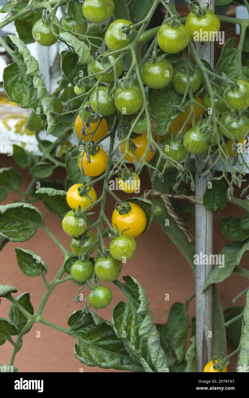 Les tomates cerises jaunes mûrissent au fur et à mesure qu'elles grandissent cuisine jardin de campagne Lycopersicon esculentum (tomate 'bébé') Banque D'Images