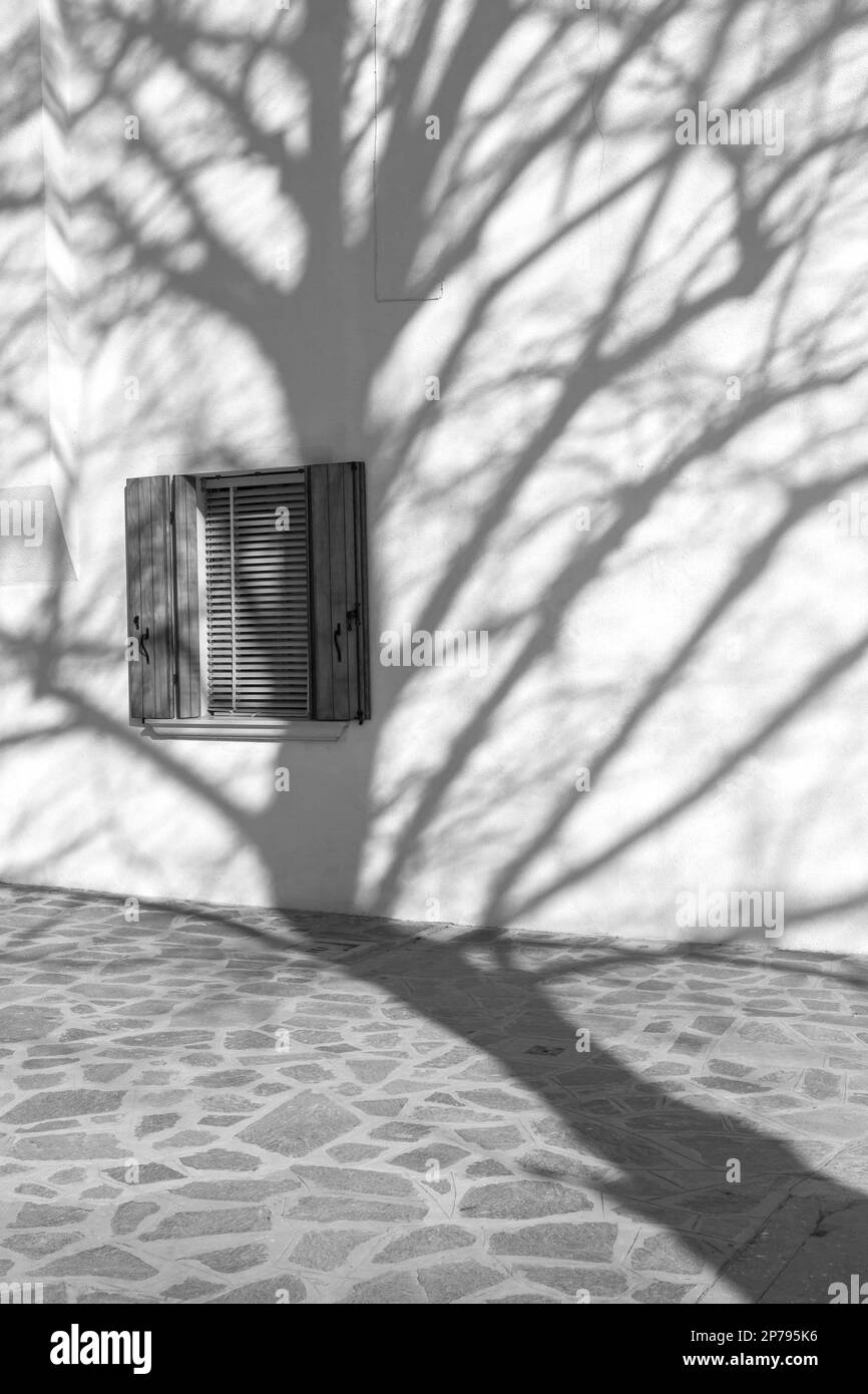 Ombre d'arbres contre le mur de la maison avec fenêtre et volets à Burano, Venise, Italie en février - noir et blanc noir et blanc monochrome Banque D'Images