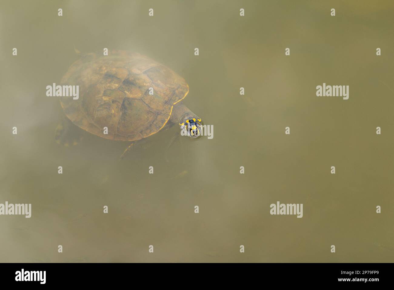 Goiania, Goias, Brésil – 04 mars 2023 : une tortue nageant avec sa tête qui dépasse de l'eau dans un étang. Banque D'Images