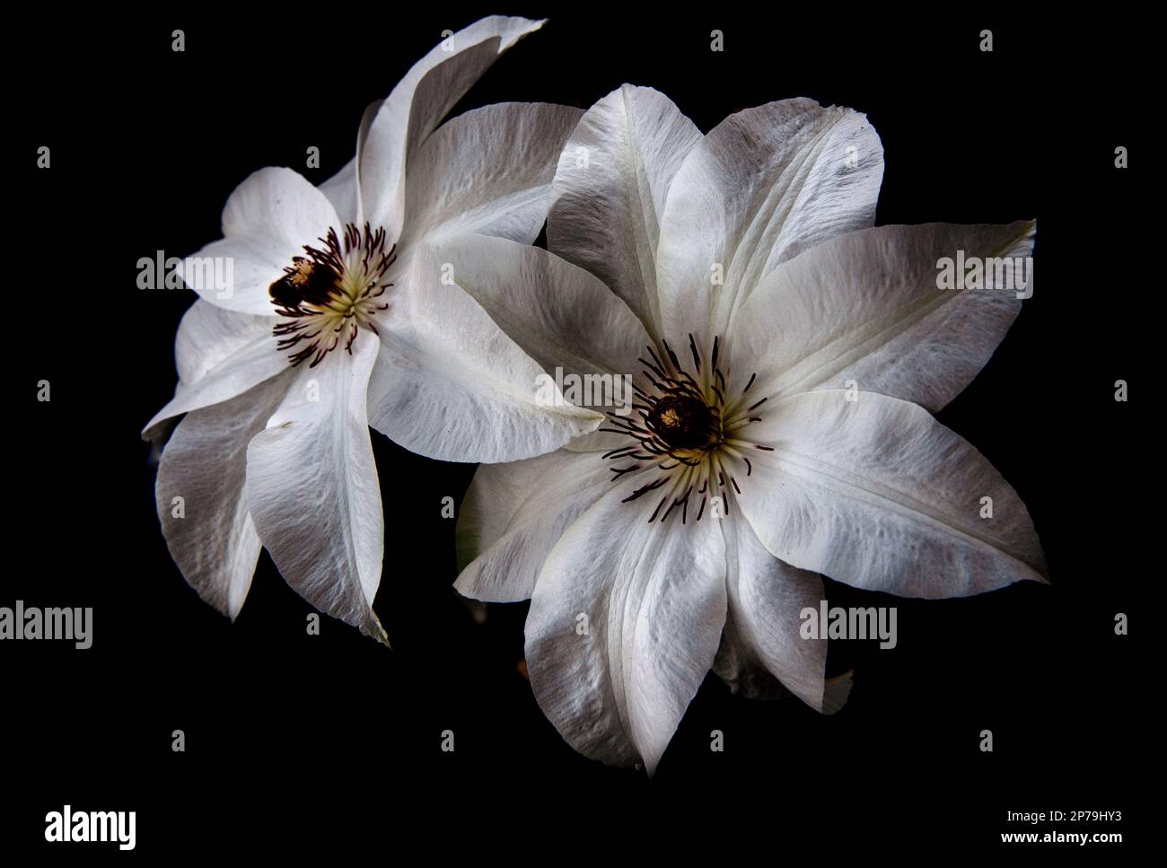 Clematis poussant dans le jardin à Thaxted Essex UK 28 octobre 2022 Clematis nom est Mlle Bateman de Thorncroft Clematis. Banque D'Images