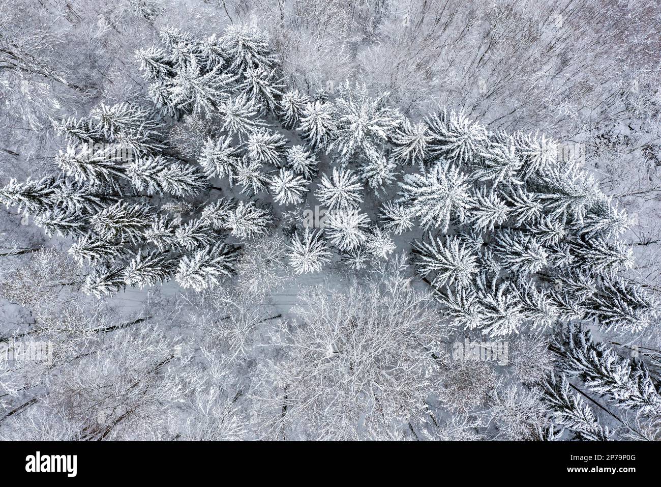 Conifères dans la neige, photo de drone d'une forêt, Bad Urach, Bade-Wurtemberg, Allemagne Banque D'Images