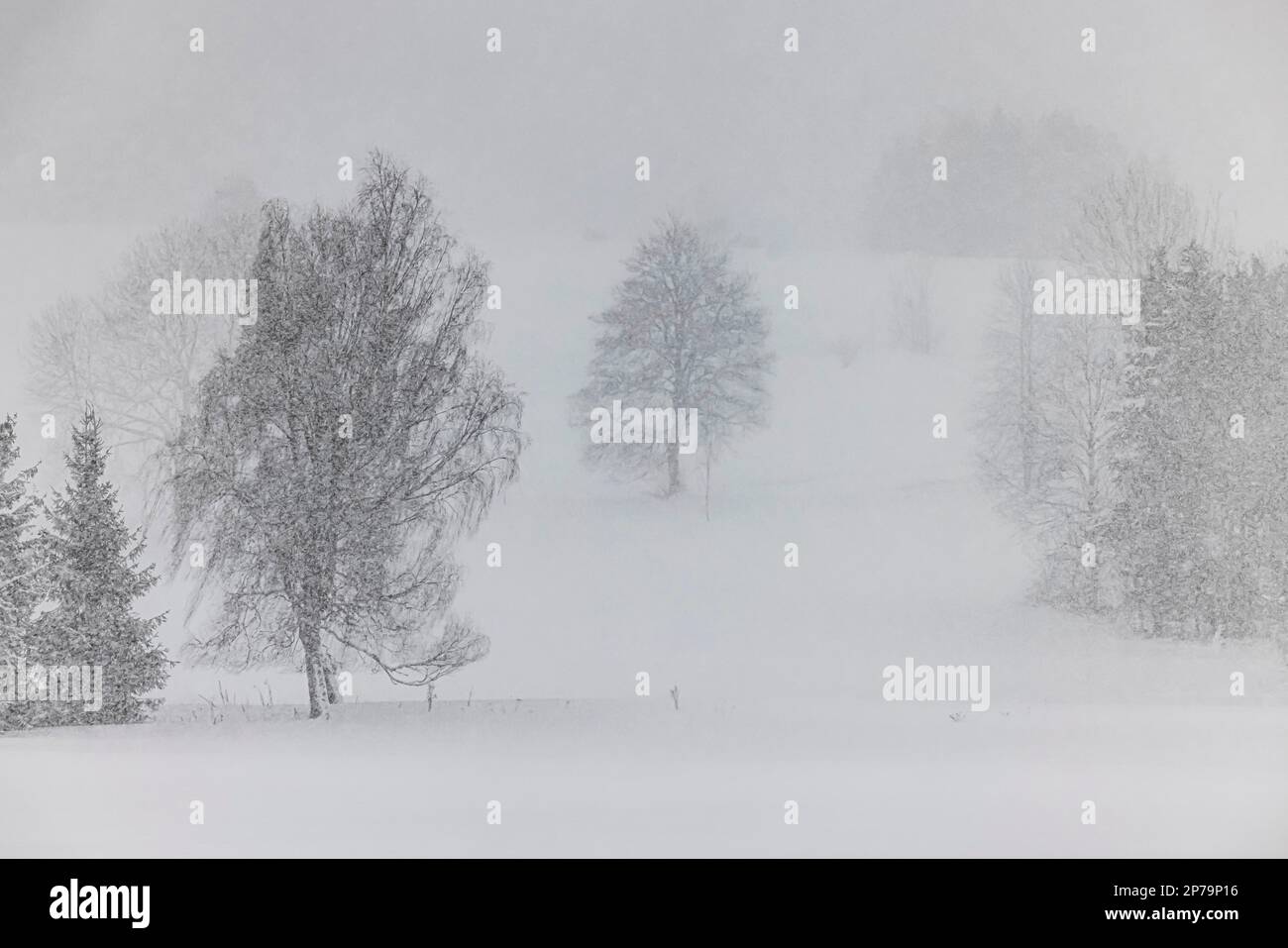 Paysage d'hiver dans l'Alb souabe, zone de la biosphère près de Feldstetten dans l'ancienne zone d'entraînement militaire de Muensingen, Laichingen, Bade-Wurtemberg Banque D'Images