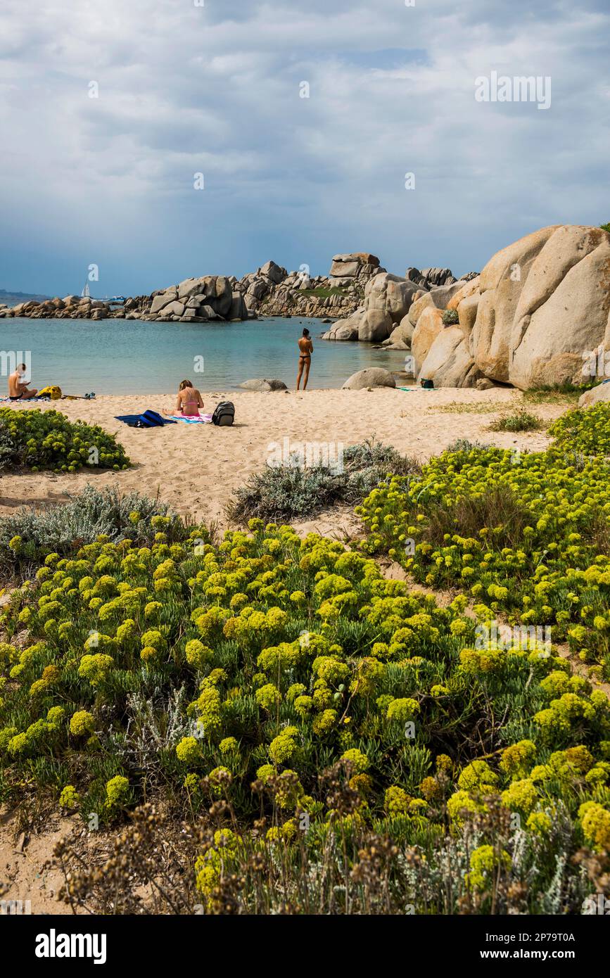 Rochers de granit et plage de sable, Tafoni, îles Lavezzi, Iles Lavezzi, Bonifacio, Corse-du-Sud, Corse, Mer méditerranée, France Banque D'Images