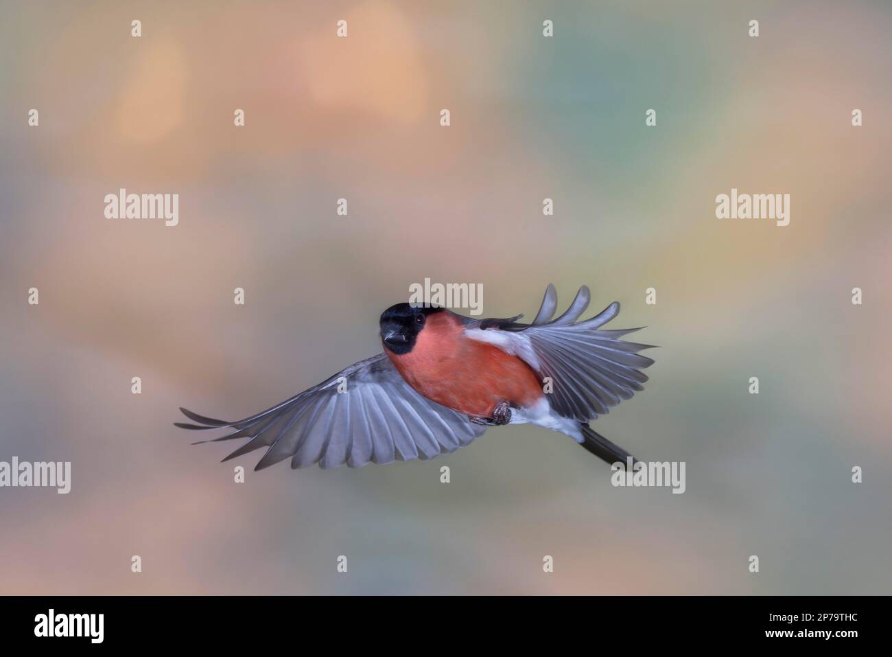 Bullfinch eurasien (Pyrrhula pyrrhula), mâle approchant, Rhénanie-du-Nord-Westphalie, Allemagne Banque D'Images