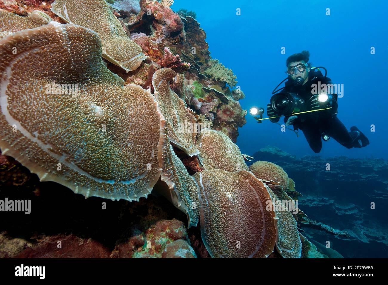 Plongeur réalisateur sous-marin le cinéaste sous-marin prend la vidéo de la colonie de champignons de la coupe géante de l'anémone de mer (Amplexidiscus fenestrafer) dans le récif de corail Banque D'Images