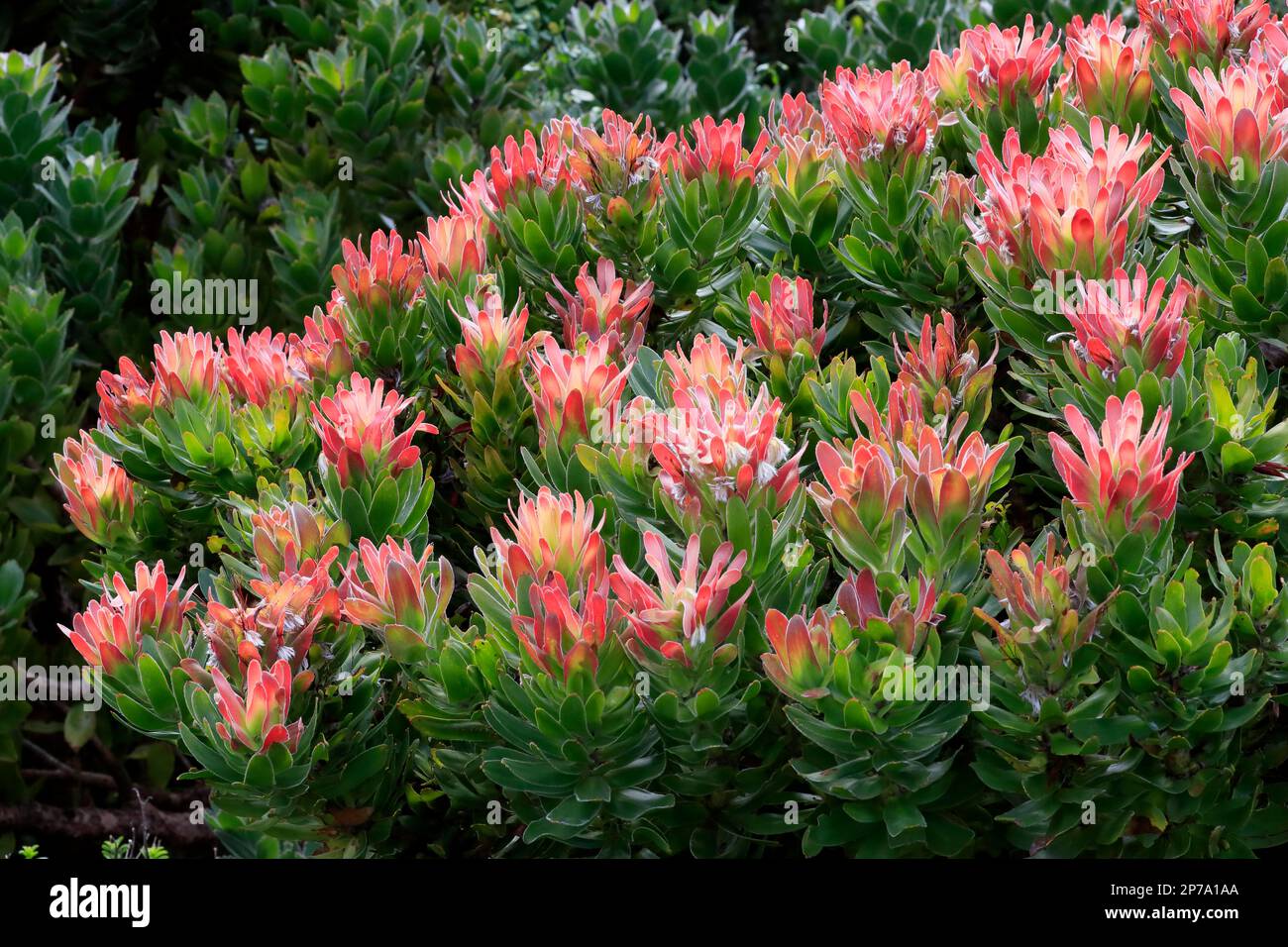 Protea Mimetes fimbrifolius (Protea Mimetes fimbrifolius), fleur, floraison, rose, famille de l'argousier, Arbuste nain, Kirstenbosch Botanical Banque D'Images