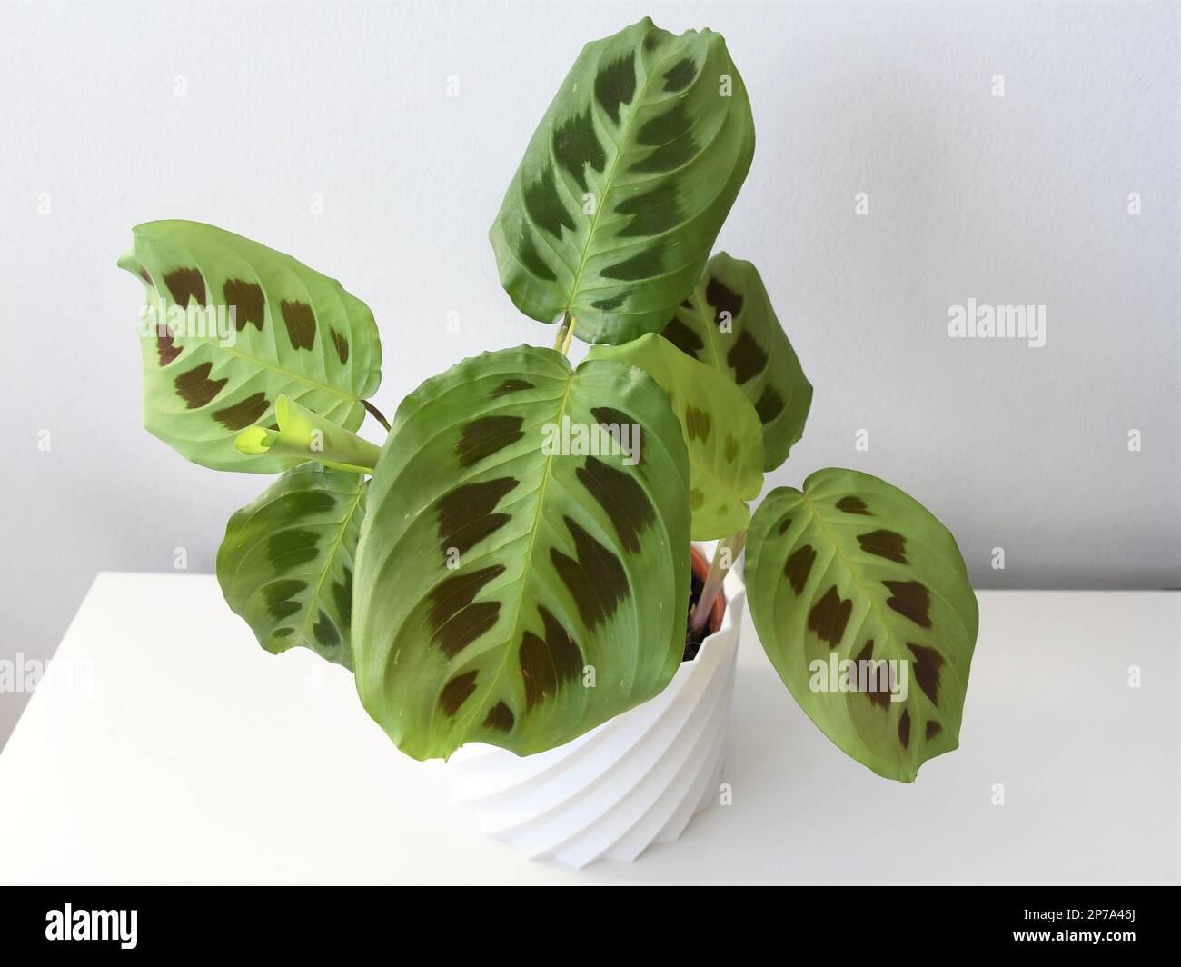 Gros plan de maranta leuconeura kerchoveana, plante de prière dans un pot blanc, isolée sur fond blanc. Maison tropicale avec feuilles vertes. Banque D'Images