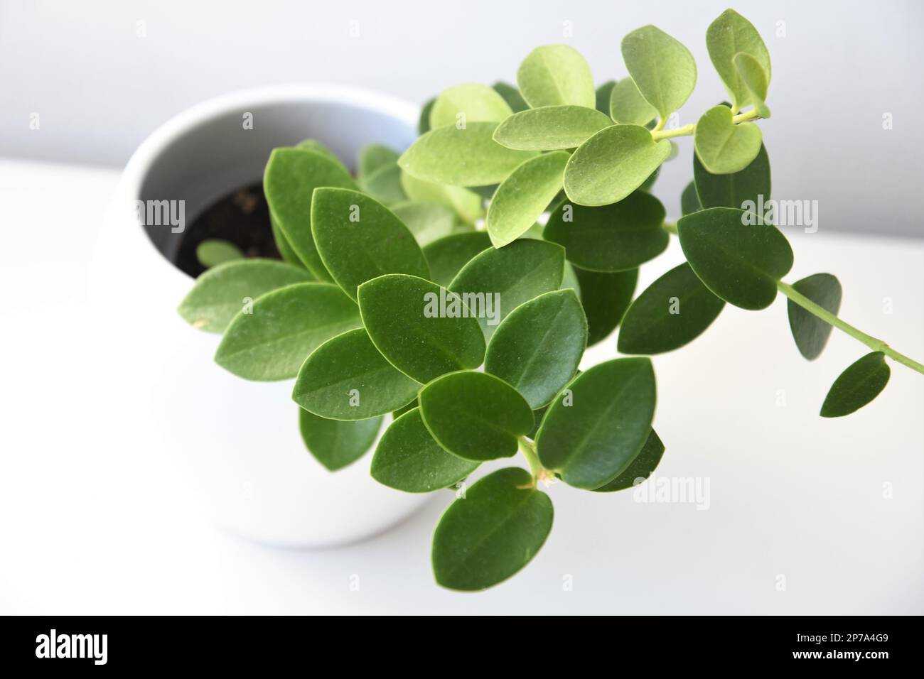 Hoya cumingiana, dans un pot blanc isolé sur fond blanc. Une plante de vinage avec des feuilles vertes. Orientation paysage. Banque D'Images