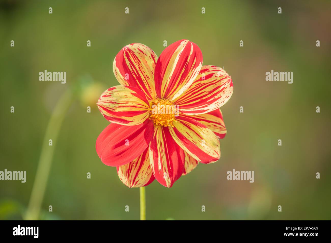 Dahlia jaune-rouge écarlate Banque D'Images