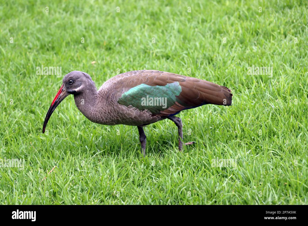 Hadada ibis (Bostrychia hagedash) à la recherche de nourriture dans un pré, Fuerteventura, Espagne, Morro Jable Banque D'Images
