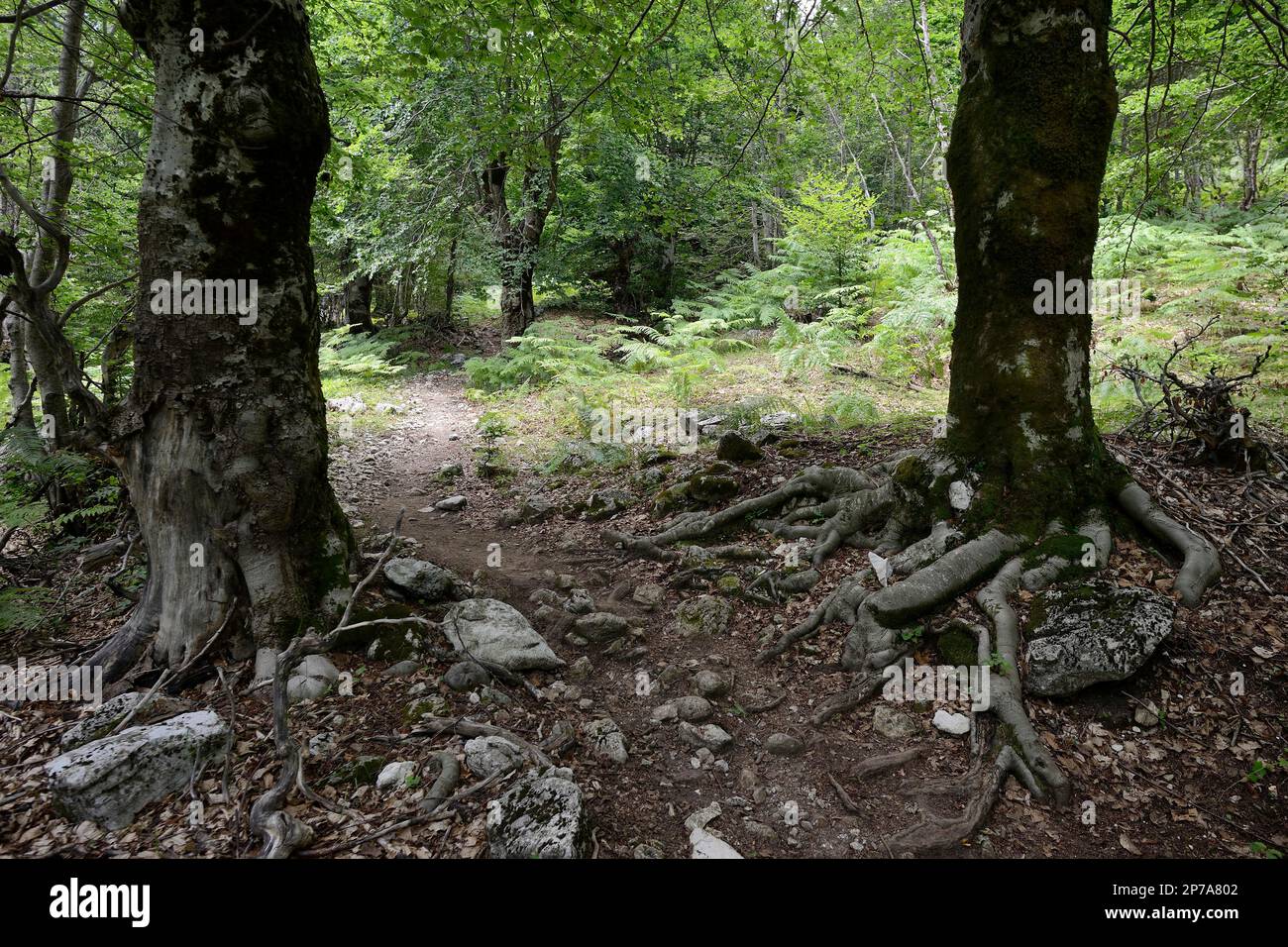 Sentier de randonnée à travers la forêt jusqu'à Qafa e Valbone, col de Valbona, vallée de Valbona, Albanie Banque D'Images