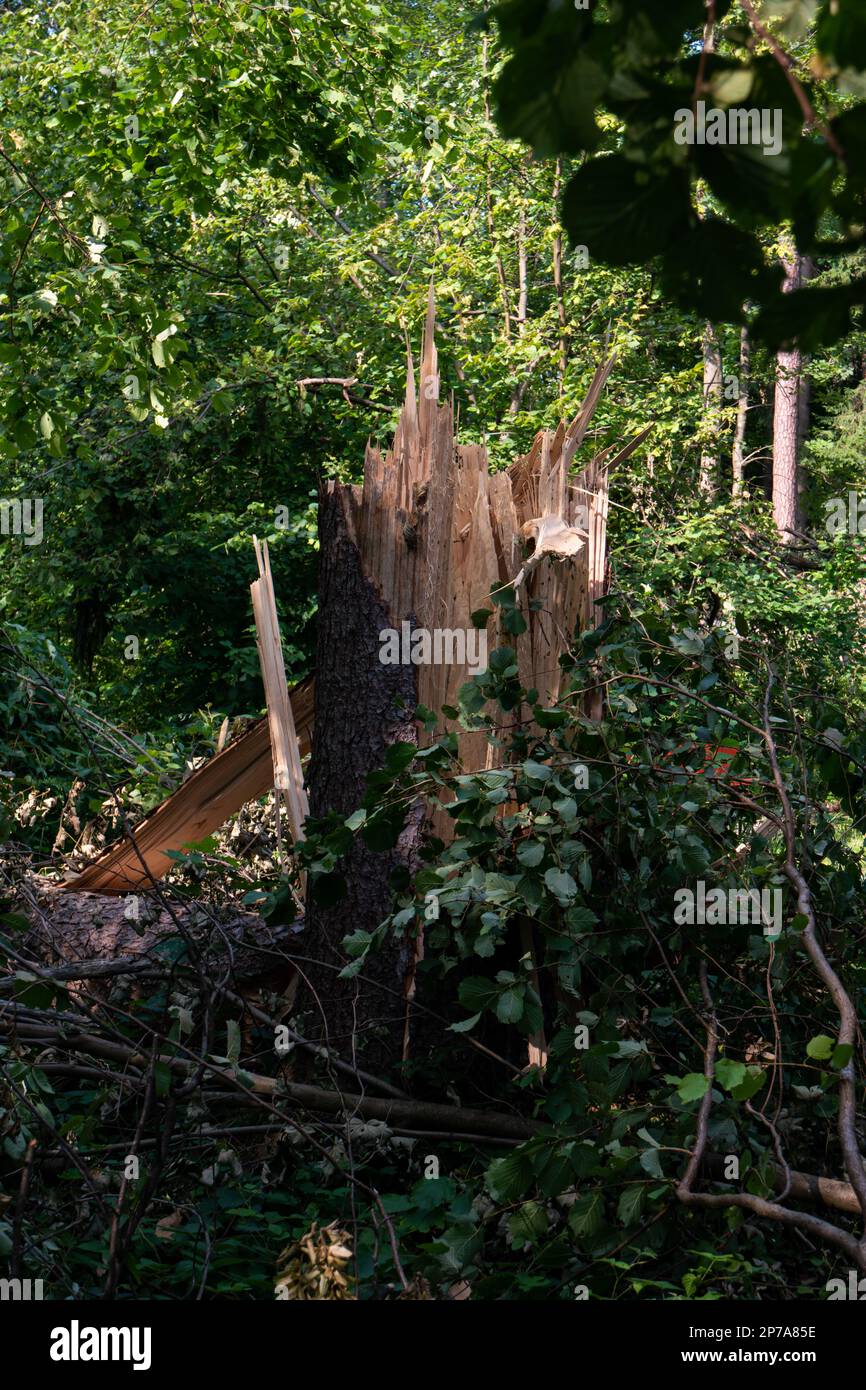 Un grand arbre forestier s'est cassé en deux après une tempête massive. Grandes splinters, jour d'été, pas de personnes. Europe. Banque D'Images